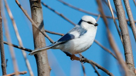 Европейская белая лазоревка / Parus cyanus