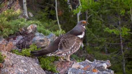 Дикуша / Falcipennis falcipennis