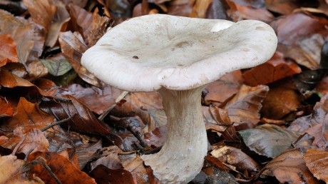 Говорушка дымчатая