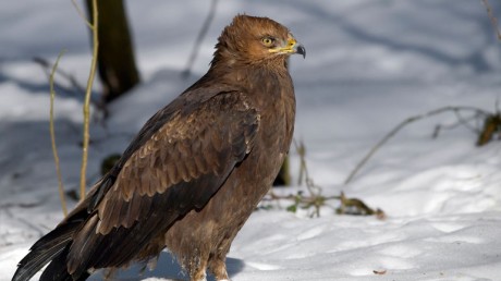 Малый подорлик / Aquila pomarina