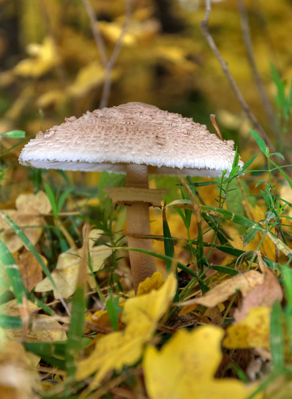 Шампиньон лесной